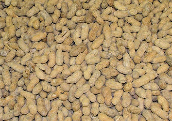 Salted peanuts in the shell for sale by the pound